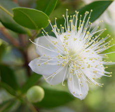 Myrtle Essential Oil for Fidelity Love and Peace