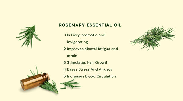 Rosemary essential oil boasts energizing, stimulating, and circulatory-supportive properties, making it ideal for mental clarity, focus, and recall.