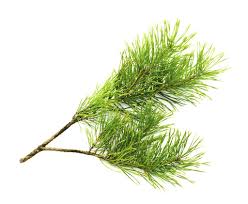 Cedarwood Himalayan Essential Oil Certified Organic