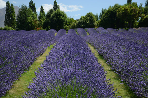 The Lavender Harvest Event