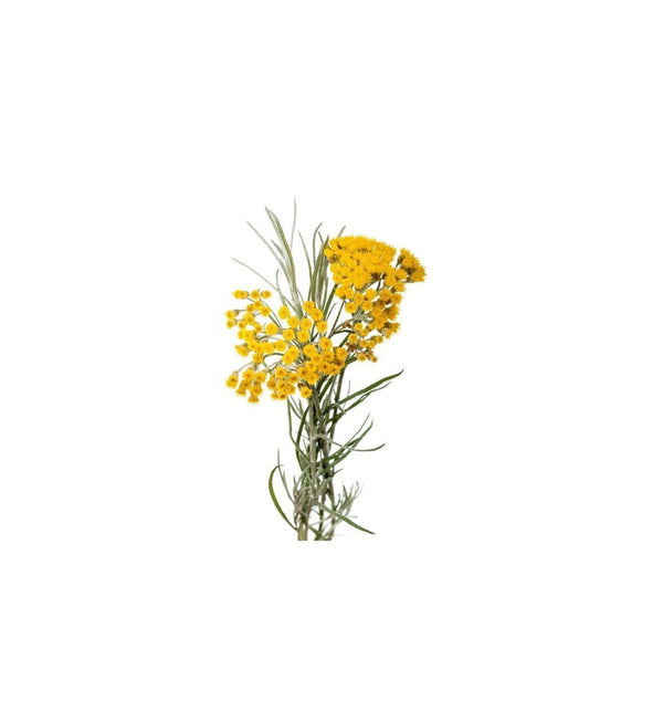Helichrysum Essential Oil Uses and Recipes