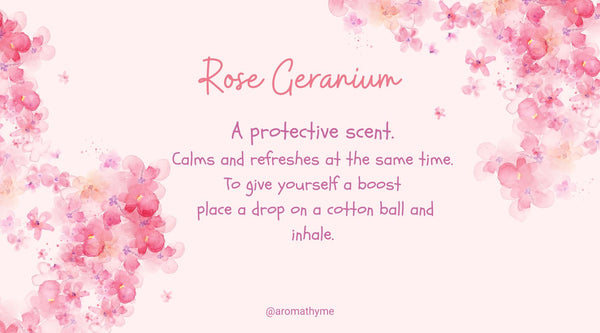 Rose Geranium essential oil calms and refreshes.