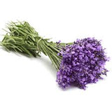 Lavender Variety Bundle