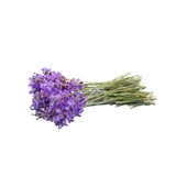 AromaThyme Aromatherapy Lavender Bulgarian Essential Oil Wild