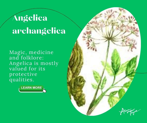 Angelica Root Essential Oil Wild harvest