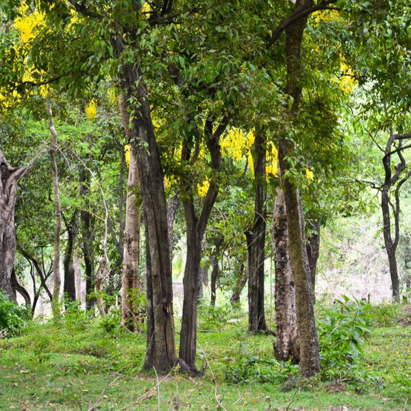 Sandalwood Essential Oil Wild Harvest