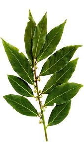 Laurel Leaf ( Bay Laurel )  Essential Oil