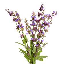 Clary Sage Organic Essential Oil 