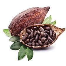 Cocoa 3% Absolute Essential Oil in Jojoba