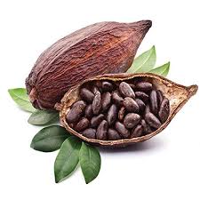 Cocoa 3% Absolute Essential Oil in Jojoba
