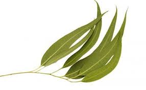 Eucalyptus Lemon Essential Oil Wildcrafted