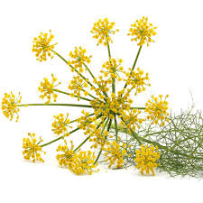 Fennel Sweet Essential Oil