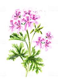 Geranium Essential Oil Organic