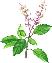 holy basil essential oil