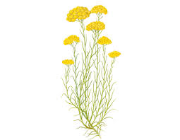 Helichrysum Organic Corsica  Essential Oil