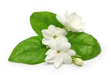 Night Blooming Jasmine Body Butter