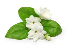 Night Blooming Jasmine Body Butter