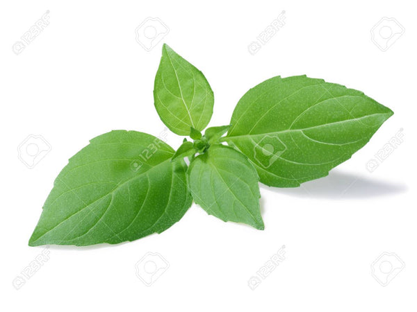 Lemon Basil Essential Oil