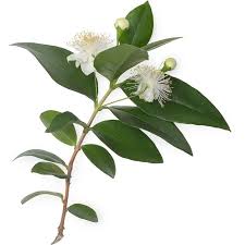 Lemon Myrtle Organic Essential Oil