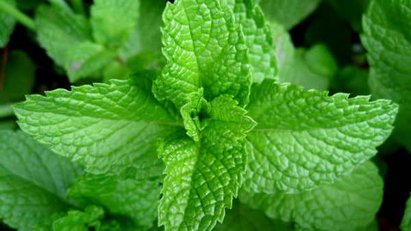 Peppermint Organic Essential Oil