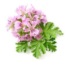 Rose Geranium Essential Oil