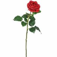 Rose Absolute Essential Oil Blend